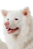 Meechok