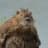 Walruse